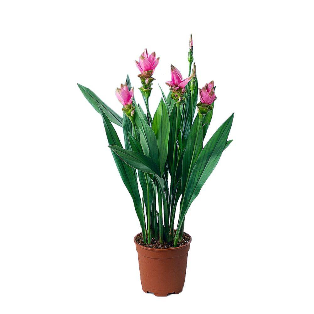 CURCUMA alismatifolia 'Siam Splash' - Image 1
