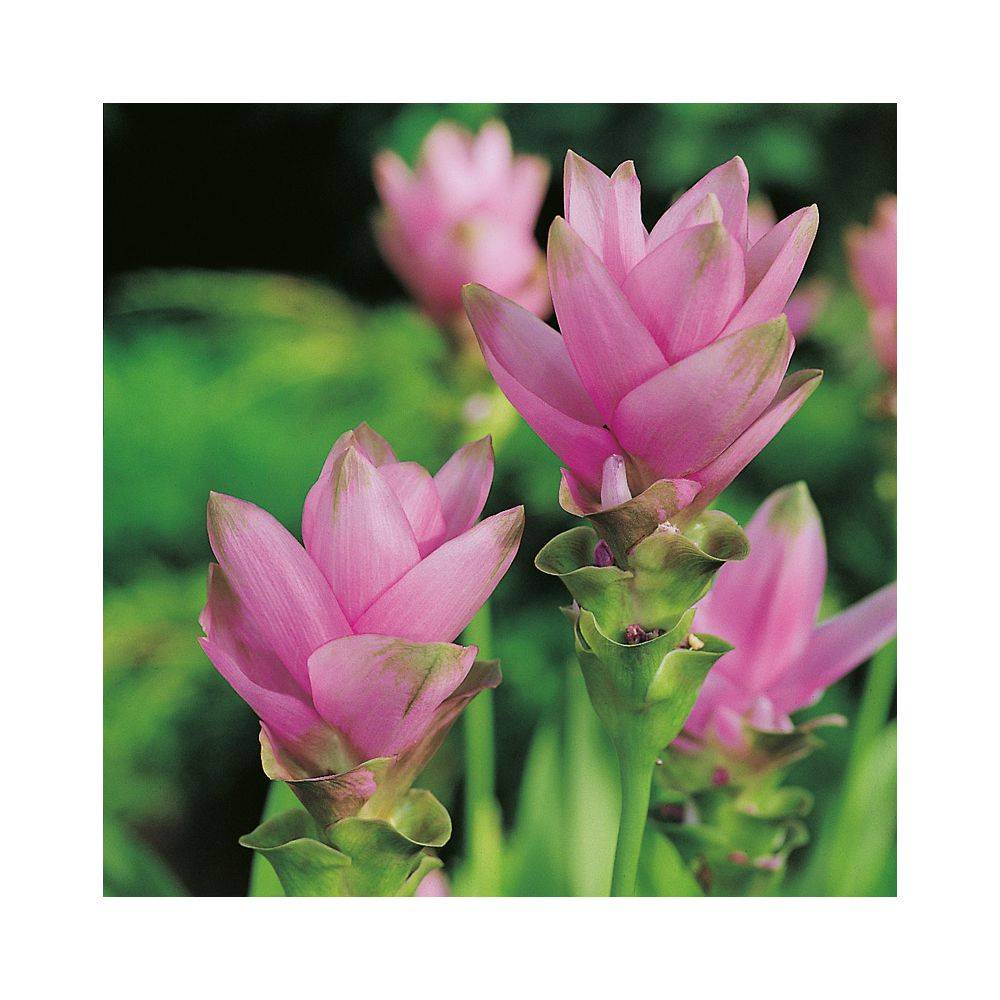 CURCUMA alismatifolia 'Siam Splash' - Image 3