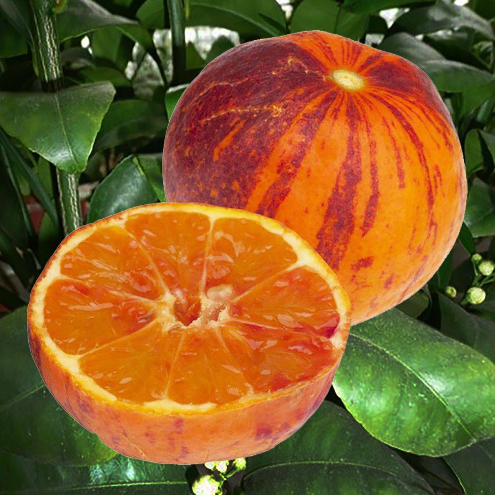 Citronnier Meyer Sanguine Bio - Image 2