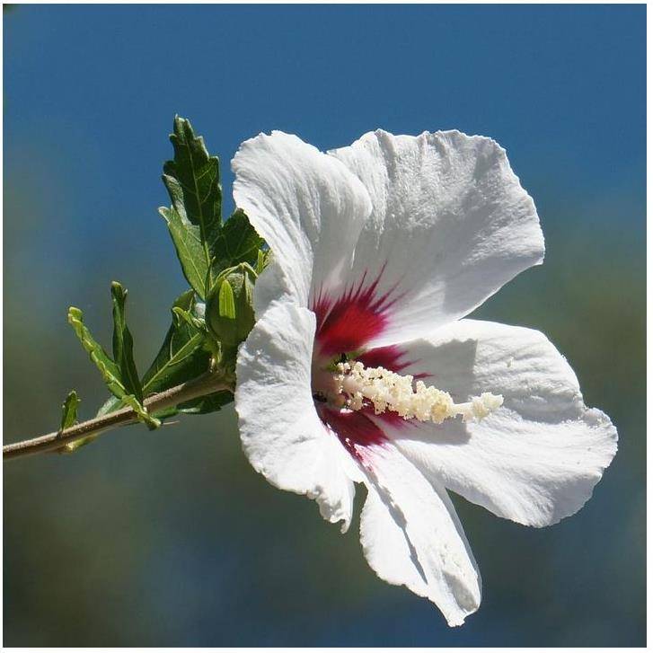 Hibiscus syriacus 'Red Heart' - Image 1