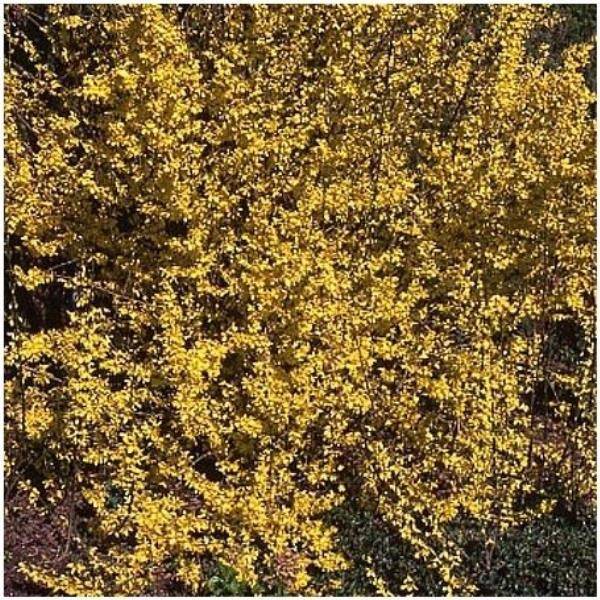 Forsythia 'Week-end' ® Courtalyn