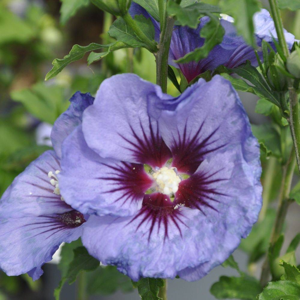 Hibiscus syriacus 'Ultramarine'