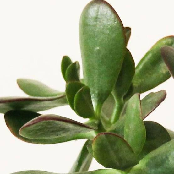 Crassula ovata sunset - Image 1