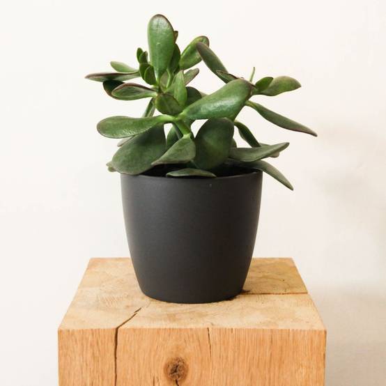 Crassula ovata sunset - Image 3