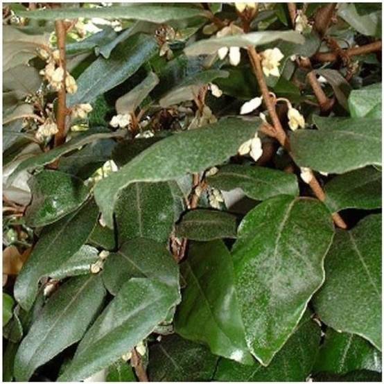 Elaeagnus ebbingei - Image 1