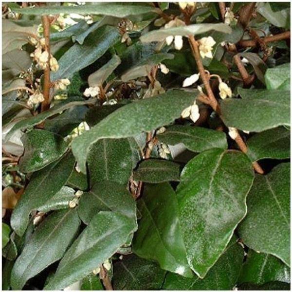 Elaeagnus ebbingei - Image 1