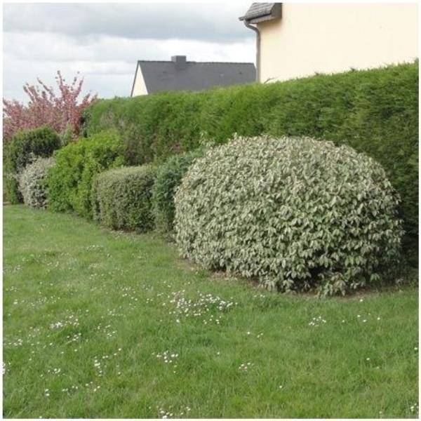 Elaeagnus ebbingei - Image 3