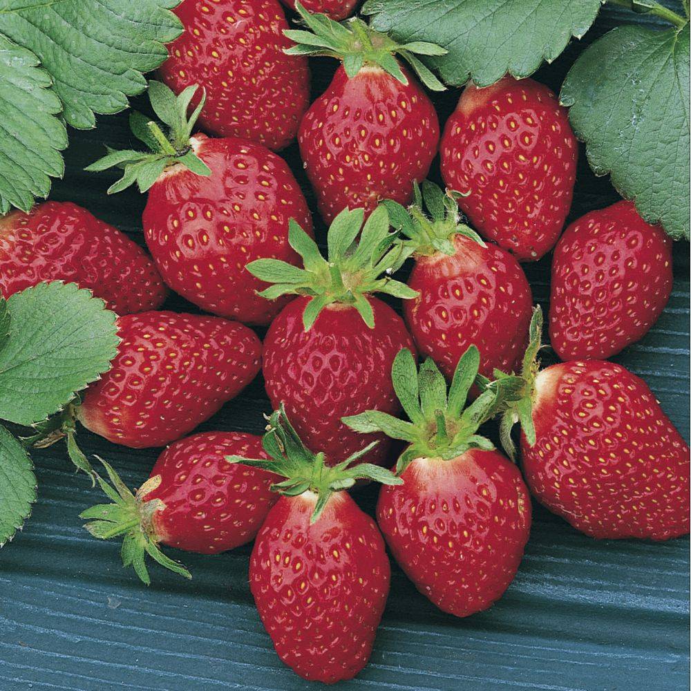 Fraisier Collection DELBARD - Pot de 2 litres