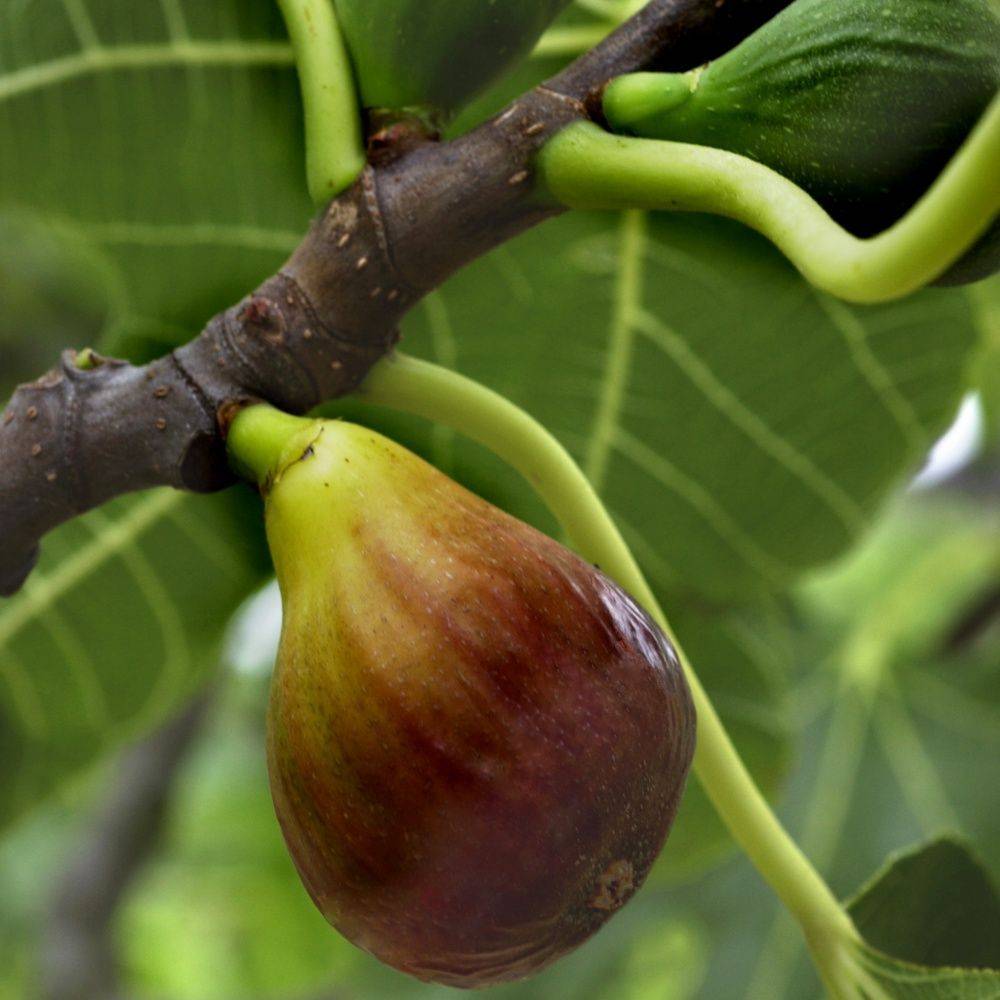 Figuier Madeleine des 2 saisons - Image 2