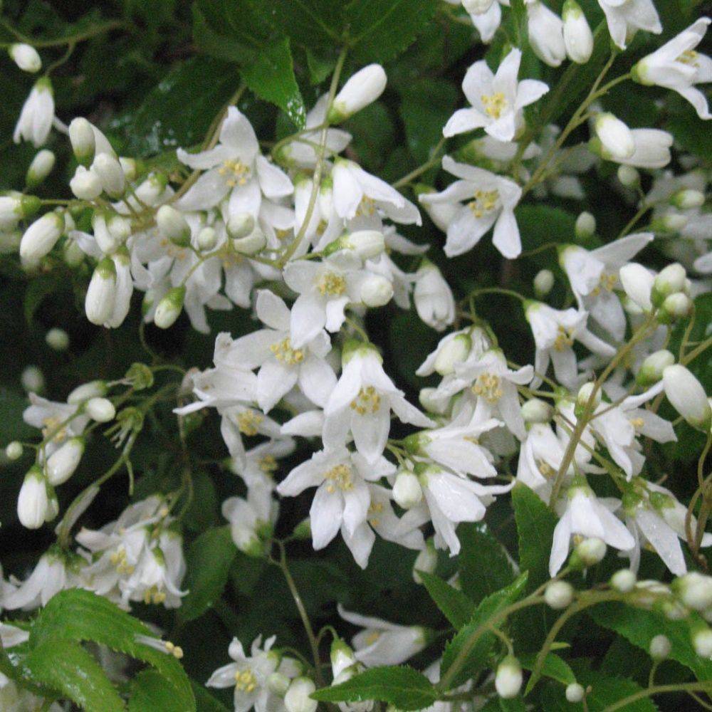 Deutzia 'Nikko'