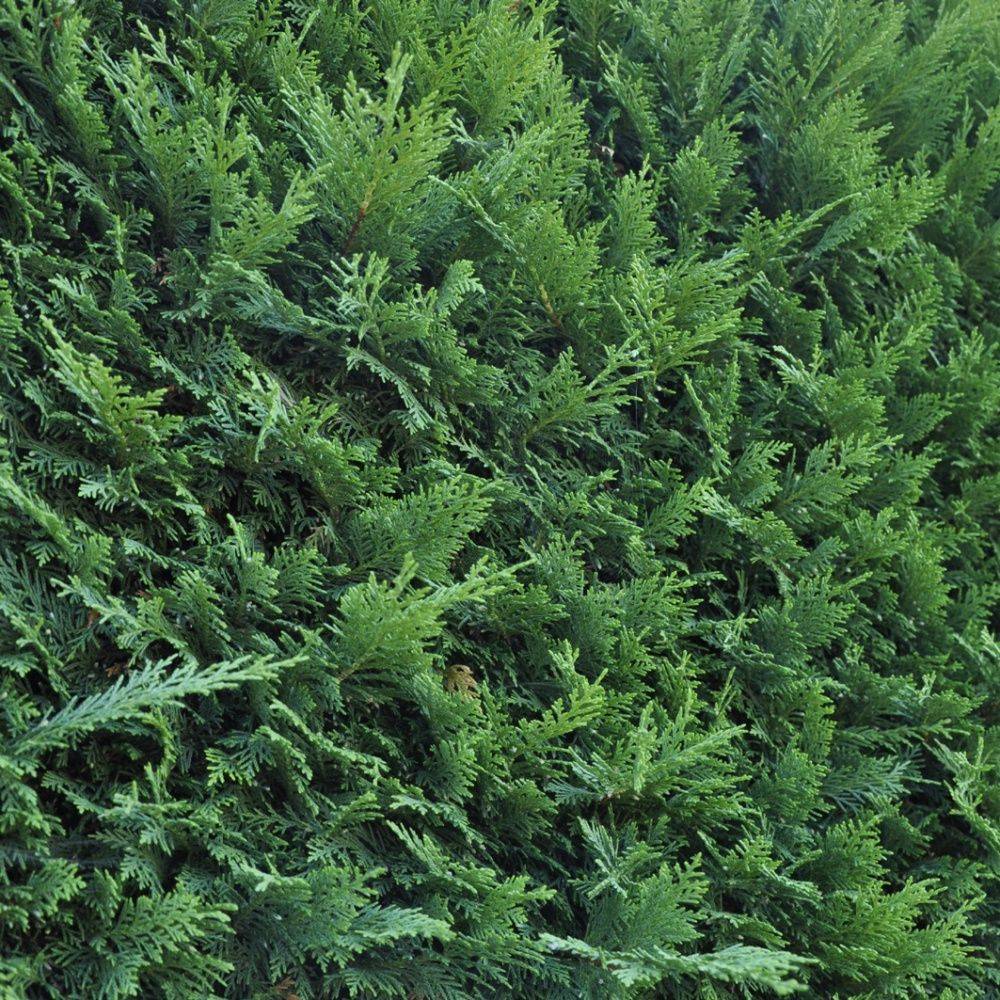 Cyprès de Leyland fastigié