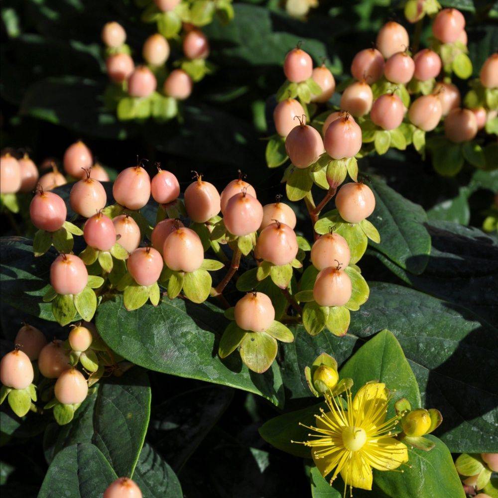 Millepertuis 'Magical beauty'
