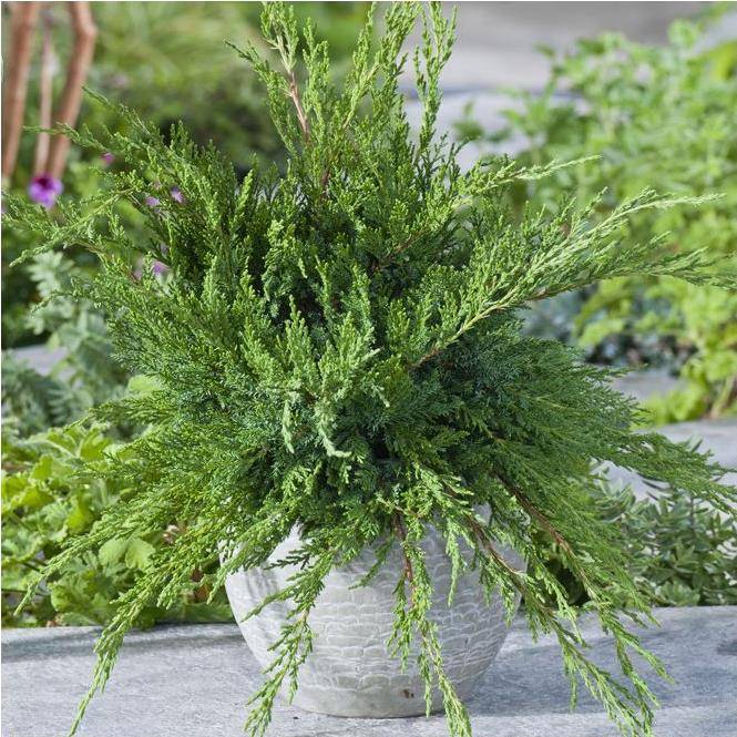 Genévrier 'Mint Julep' - Image 1
