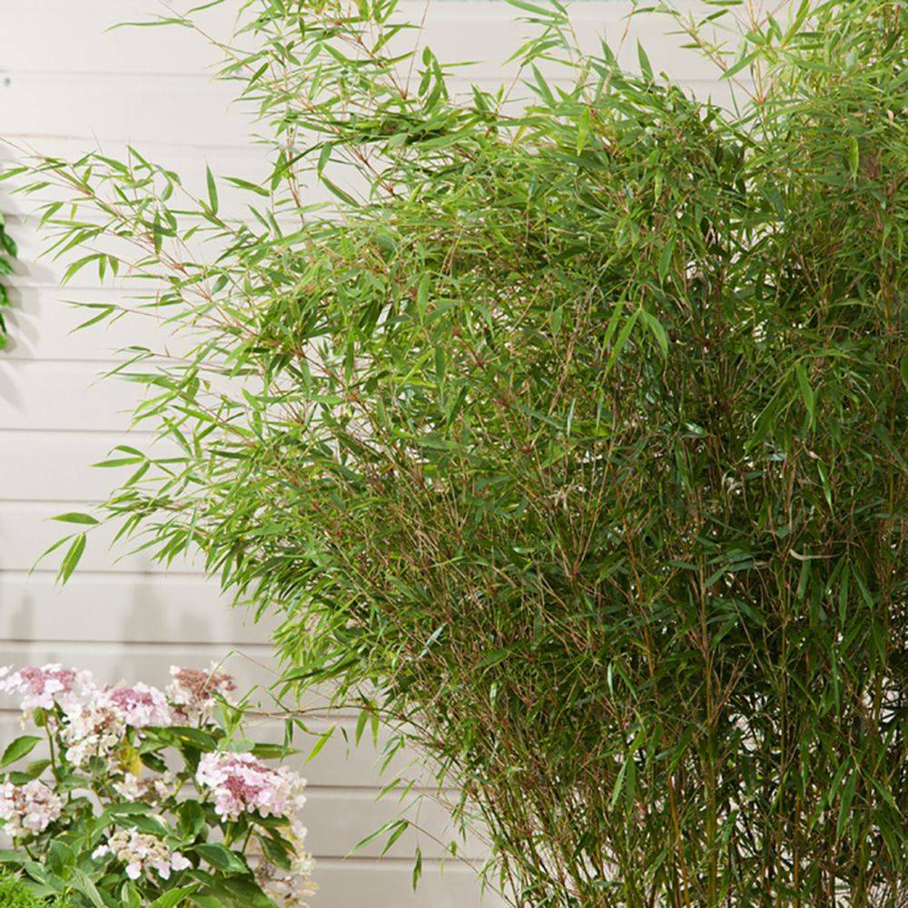 Bambou moyen : Fargesia 'Pingwu' - Image 2
