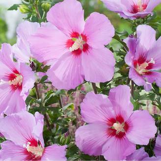 Hibiscus syriacus 'Russian violet'