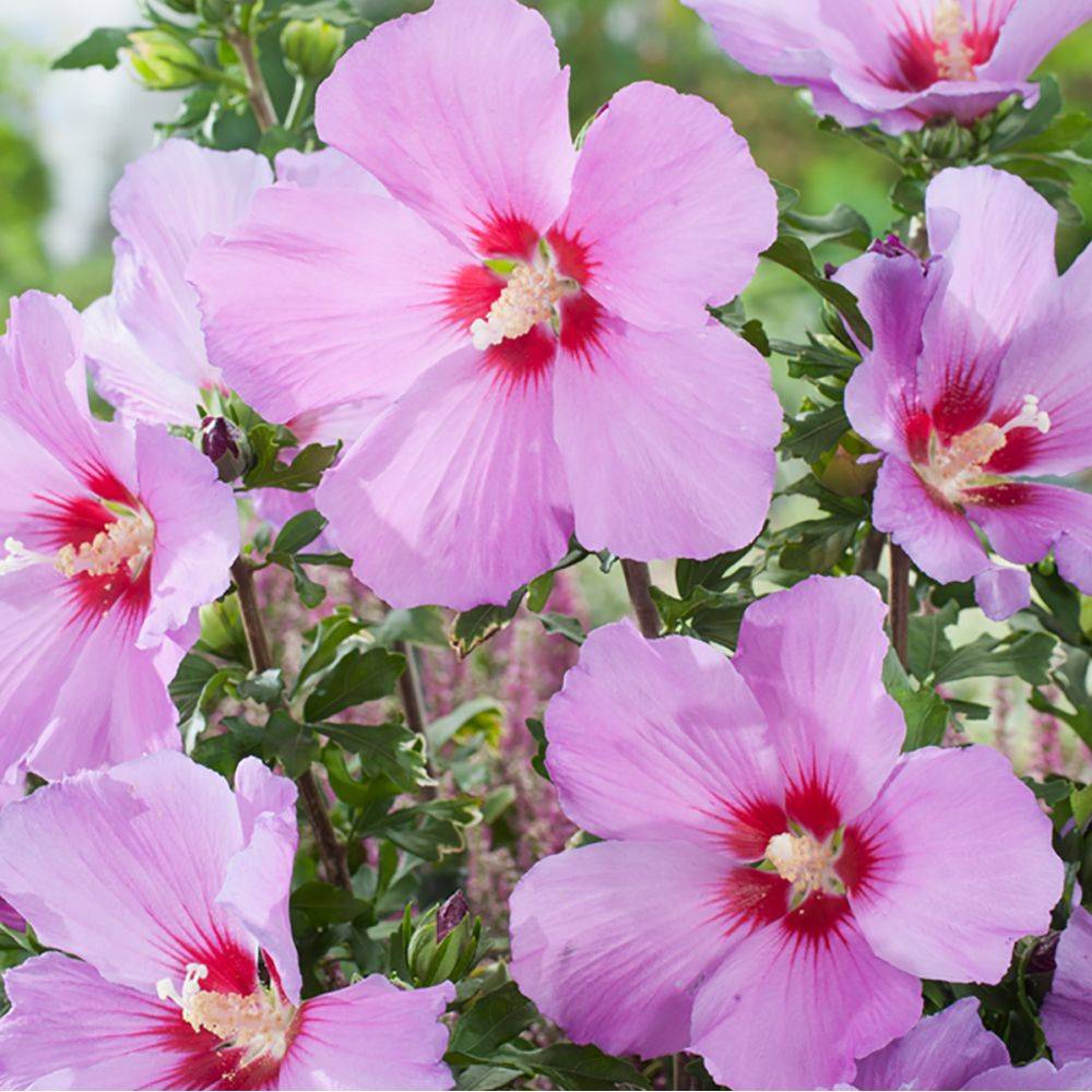 Hibiscus syriacus 'Russian violet' - Image 1