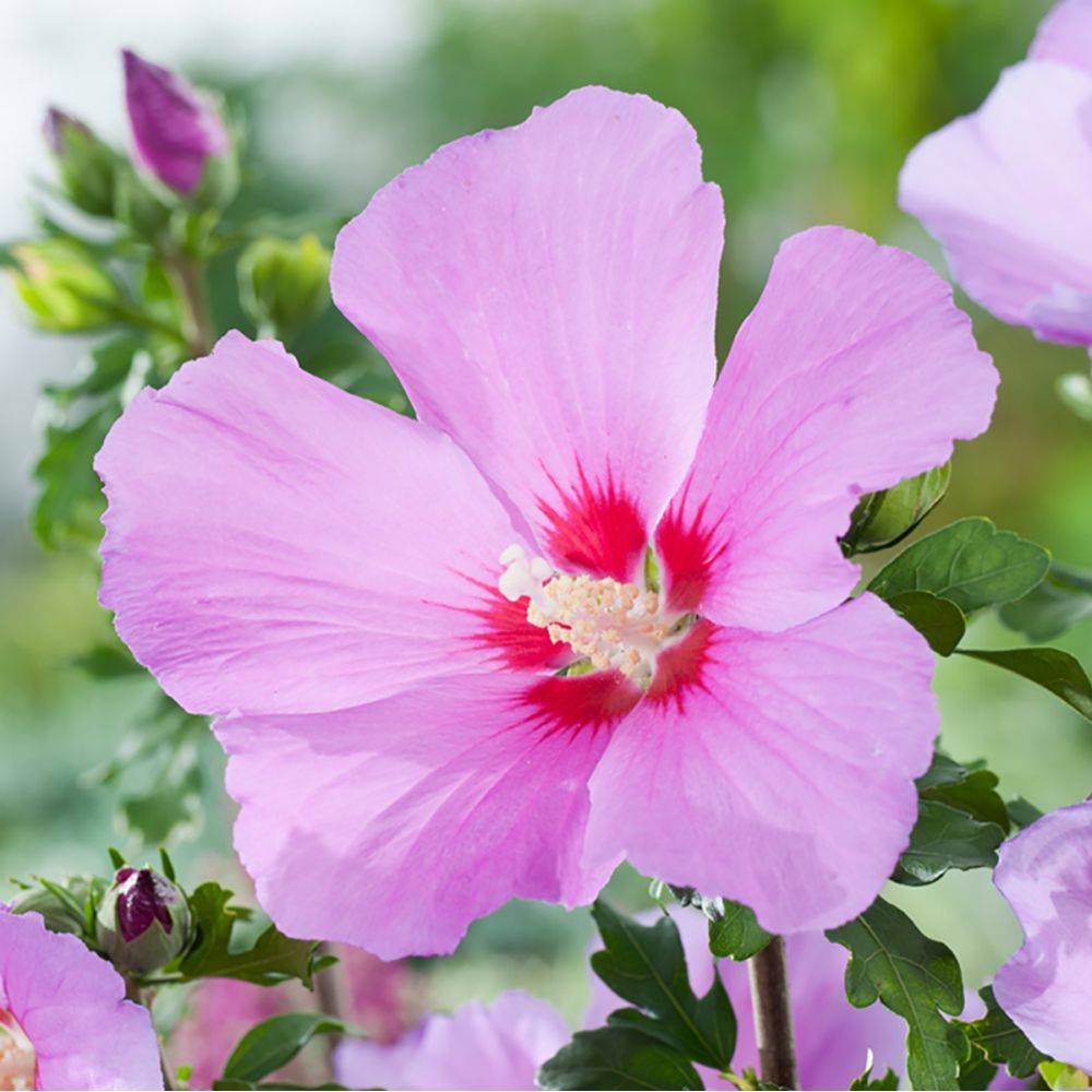 Hibiscus syriacus 'Russian violet' - Image 2