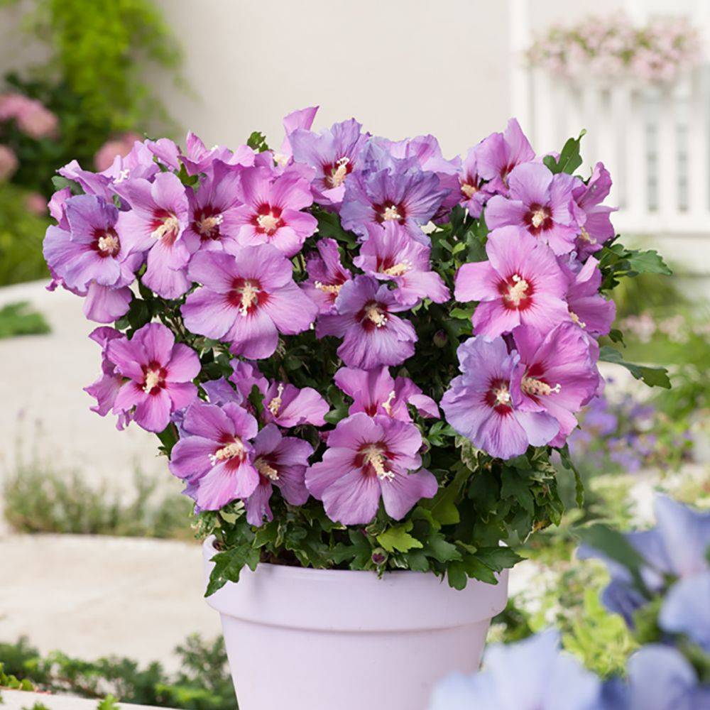 Hibiscus syriacus 'Russian violet' - Image 4