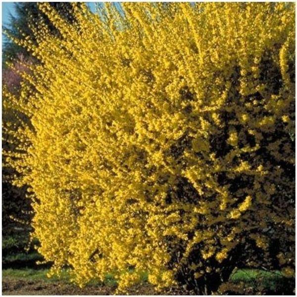Forsythia Lynwood gold - Image 2