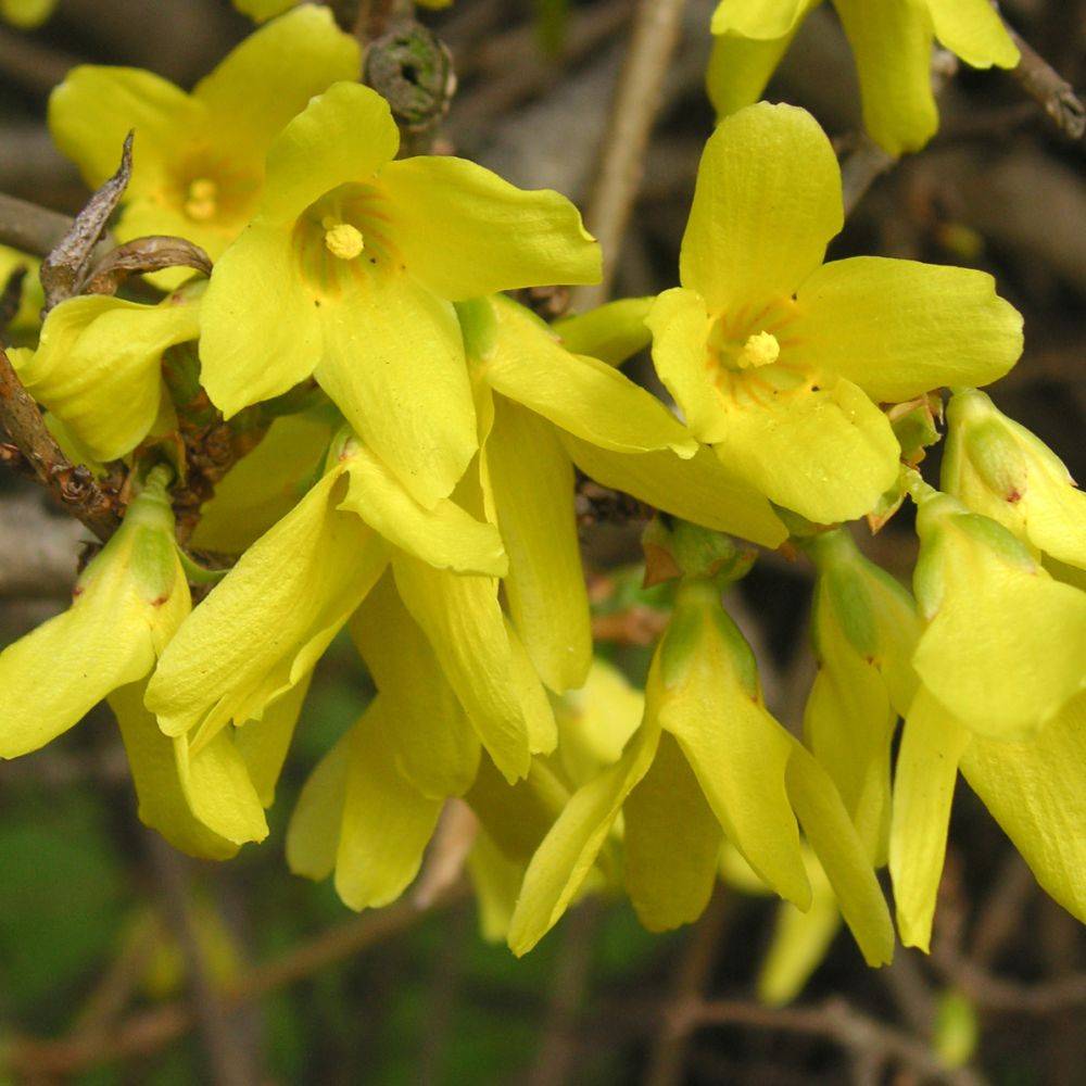 Forsythia Lynwood gold - Image 1