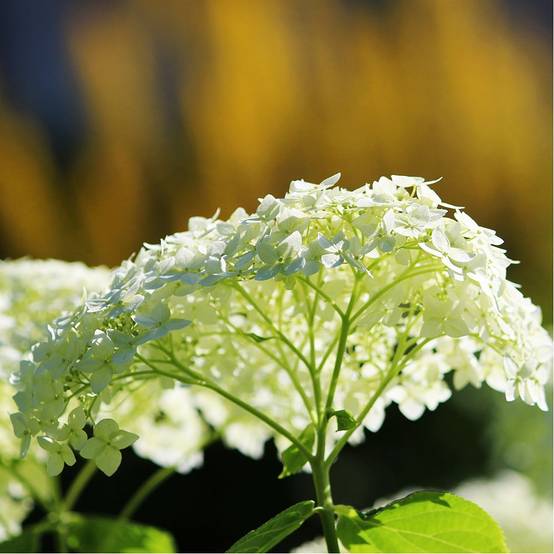 Hortensia boule de neige 'Annabelle' - Image 3
