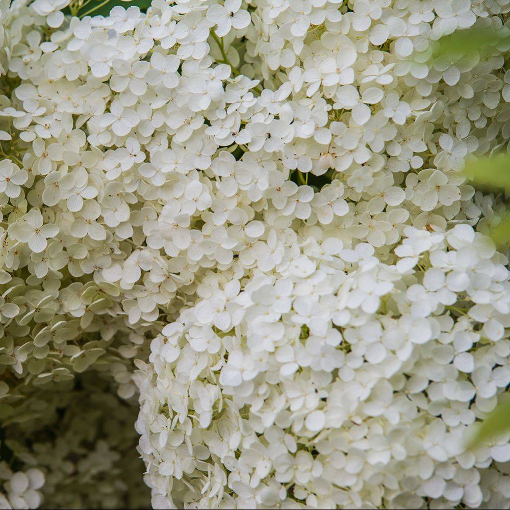 Hortensia boule de neige 'Annabelle' - Image 5