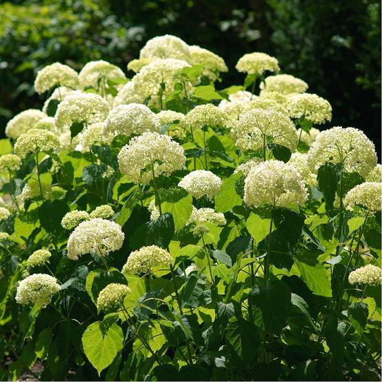 Hortensia boule de neige 'Annabelle' - Image 2