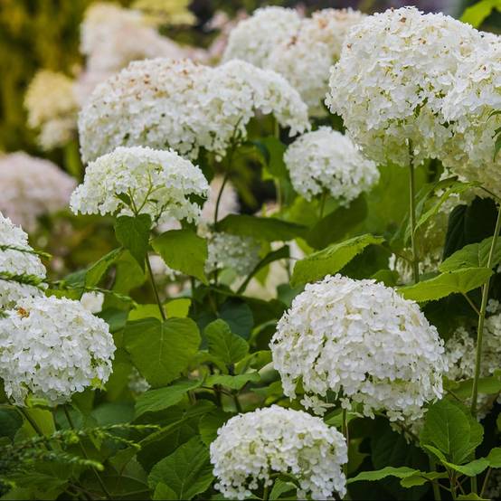 Hortensia boule de neige 'Annabelle' - Image 1
