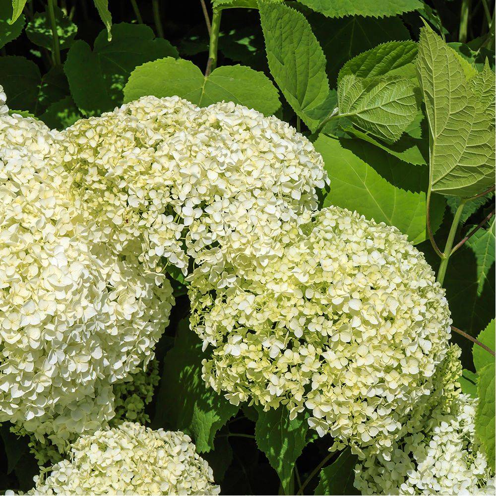 Hortensia boule de neige 'Annabelle' - Image 4