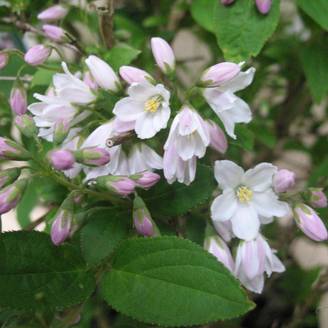 Deutzia 'Carminea'