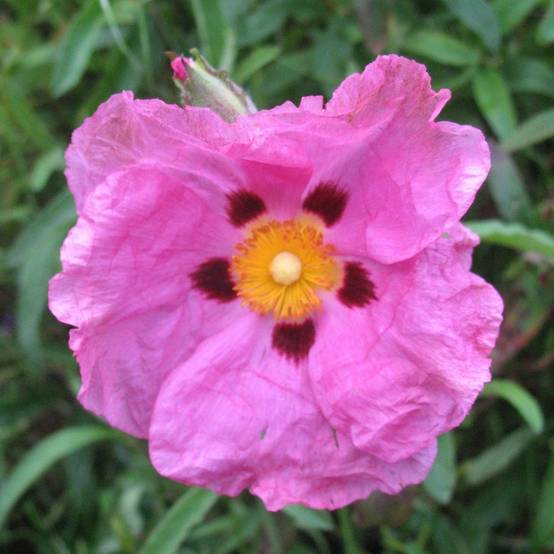 Ciste pourpre - Image 1