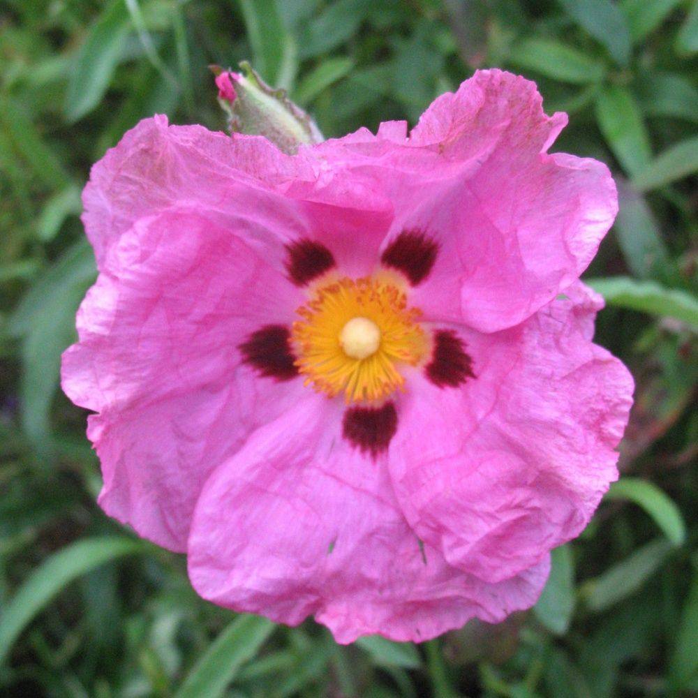 Ciste pourpre - Image 1