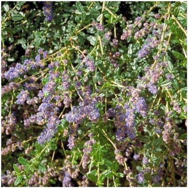 Céanothe 'Burkwoodii'