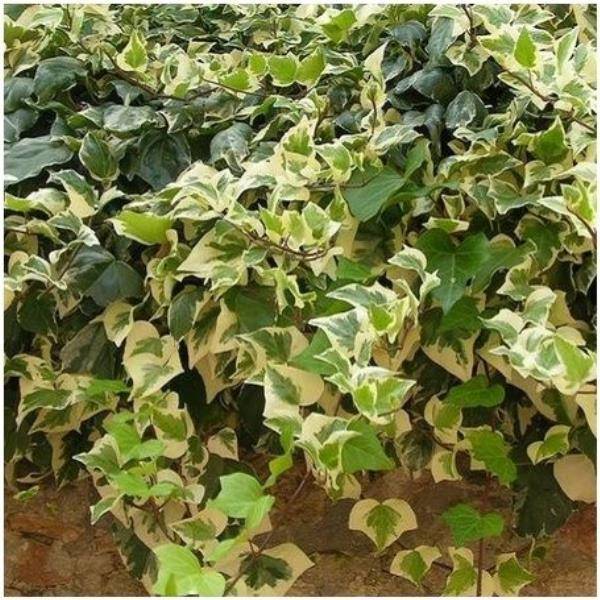 Lierre 'Gloire de Marengo'