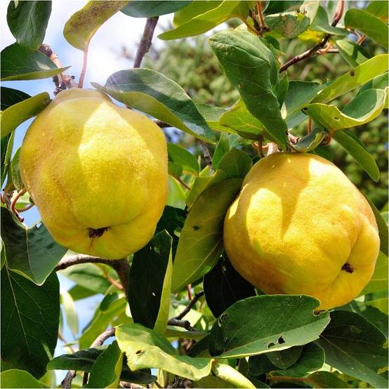 Cognassier 'Champion' : taille quenouille - Image 1