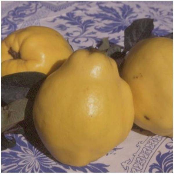 Cognassier 'Champion' : taille quenouille - Image 4
