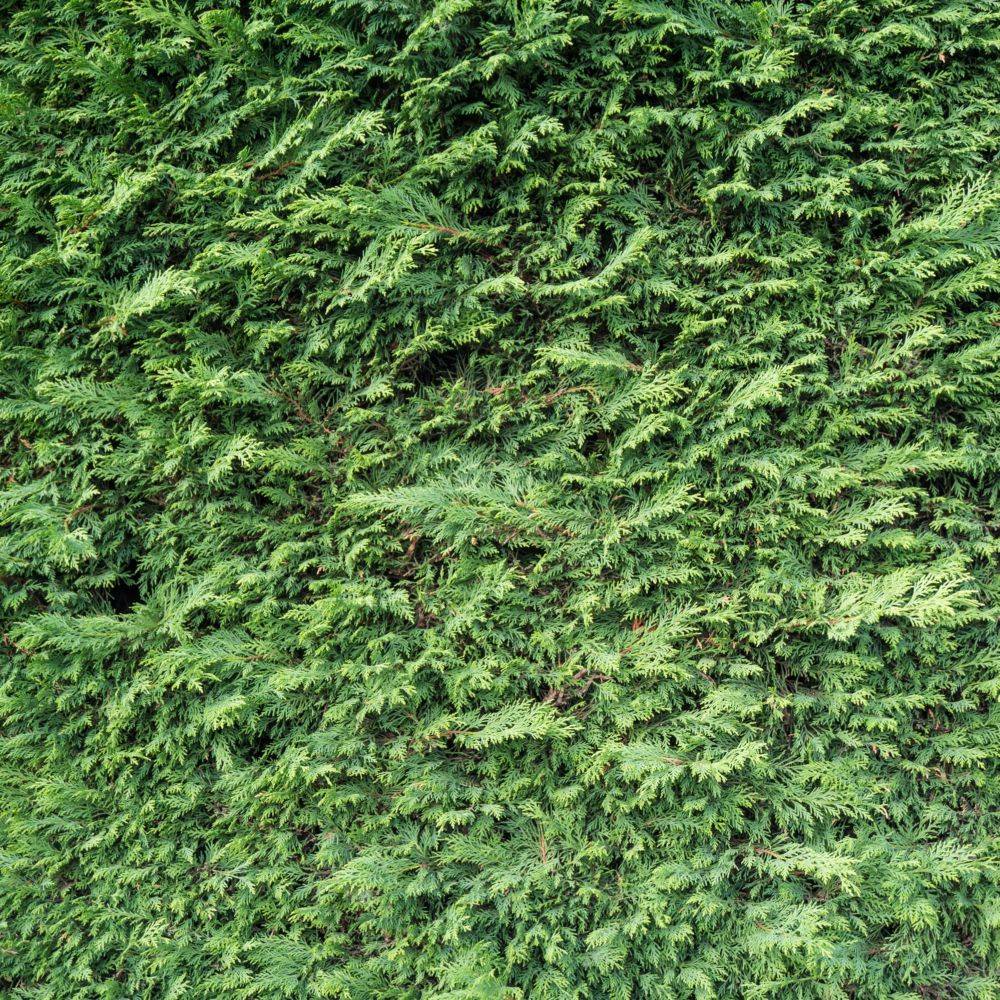 Cyprès de Leyland - Image 4