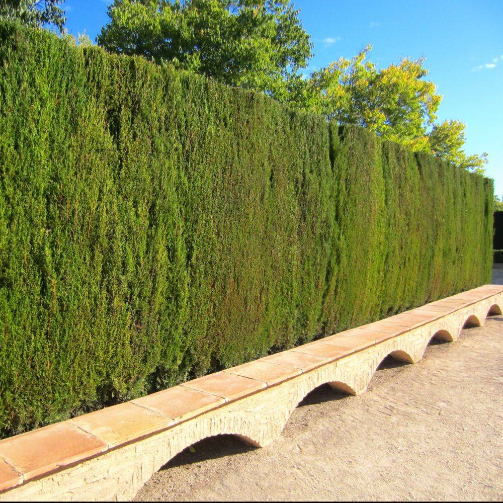 Cyprès de Leyland - Image 2