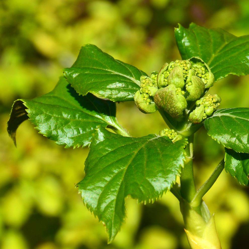 Hortensia grimpant - Hydrangea Petiolaris - Image 9