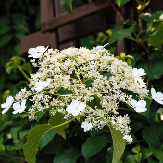Hortensia grimpant - Hydrangea Petiolaris - Image 2