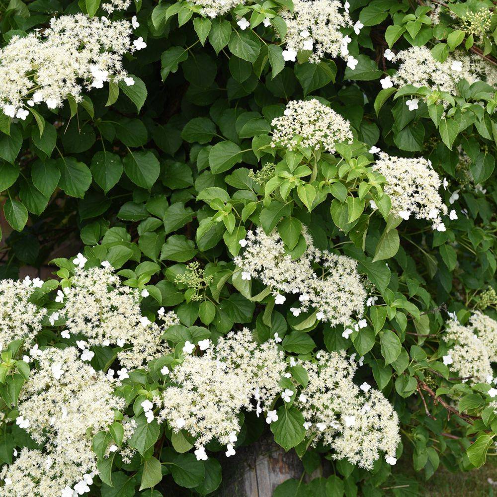 Hortensia grimpant - Hydrangea Petiolaris - Image 1