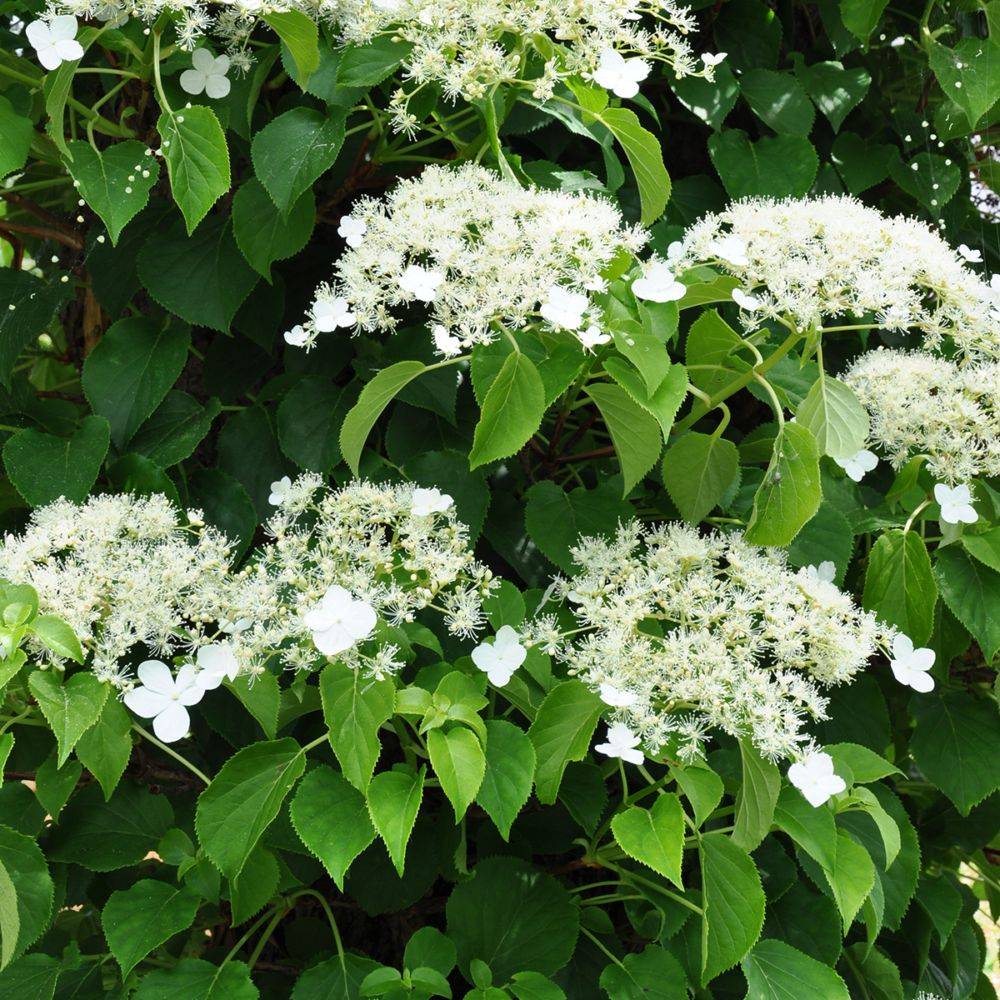 Hortensia grimpant - Hydrangea Petiolaris - Image 4