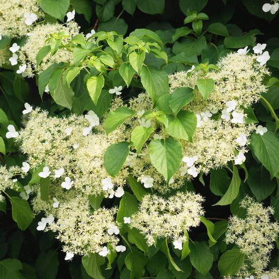 Hortensia grimpant - Hydrangea Petiolaris - Image 3