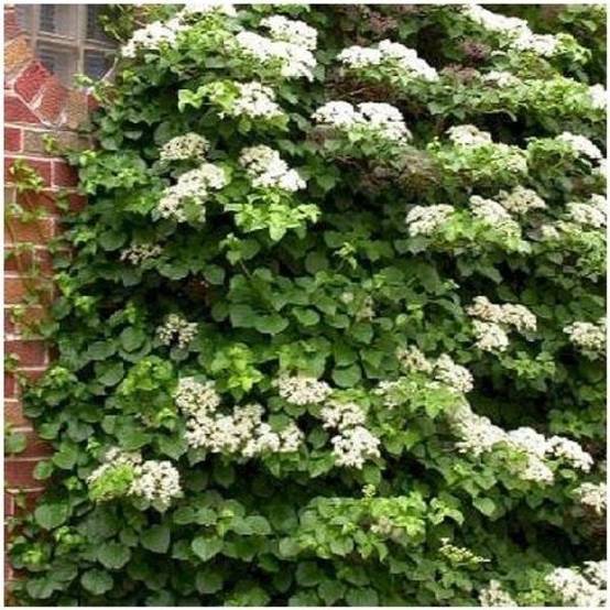 Hortensia grimpant - Hydrangea Petiolaris - Image 5