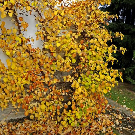 Hortensia grimpant - Hydrangea Petiolaris - Image 8