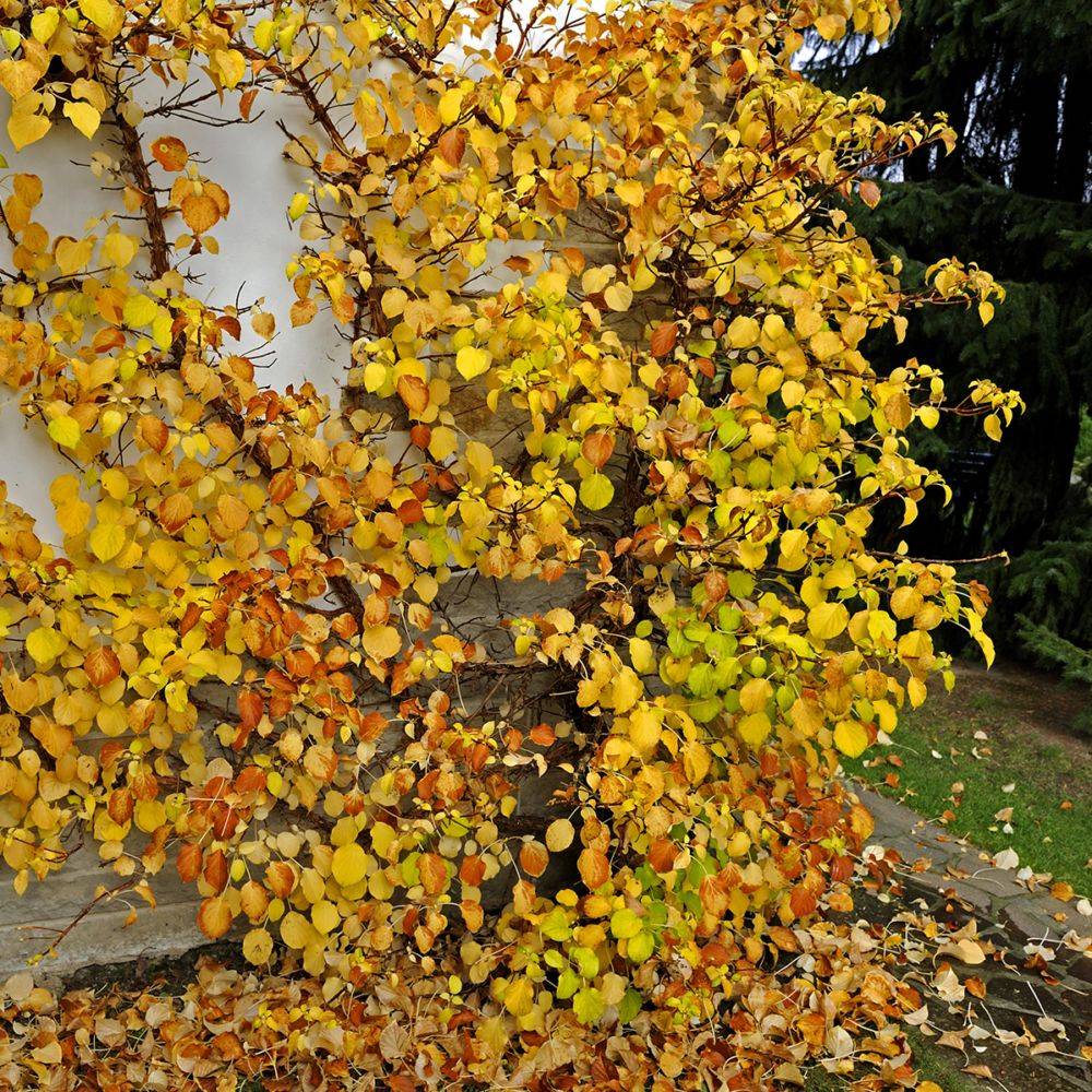 Hortensia grimpant - Hydrangea Petiolaris - Image 8