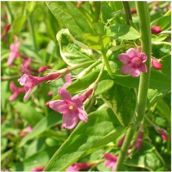Jasmin beesianum