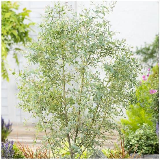 Eucalyptus gunnii France Bleu® - Image 1