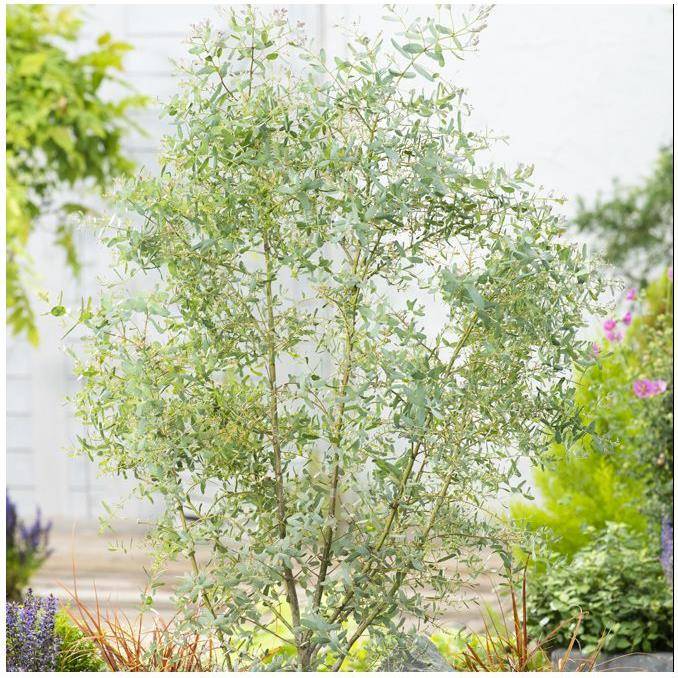 Eucalyptus gunnii France Bleu®