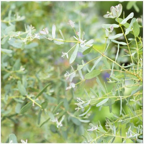 Eucalyptus gunnii France Bleu® - Image 2